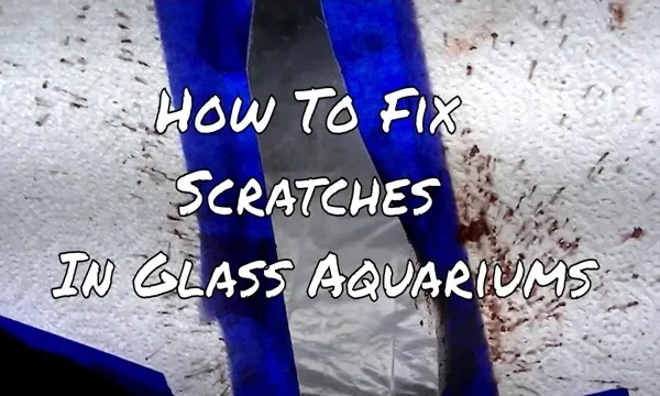 How to Fix Aquarium Glass Scratches: A Complete&hellip;
