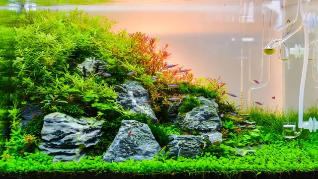 How to Freshwater Aquarium: A Step-by-Step Guide to Setting up and Maintaining Your Tank