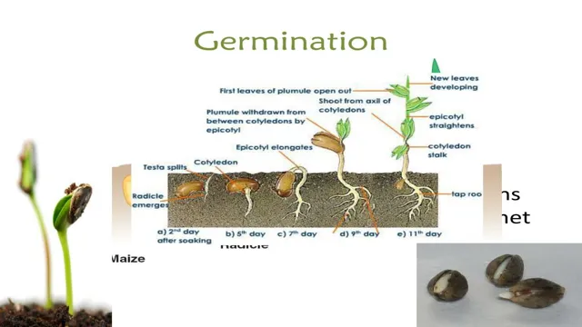 how to germinate aquarium plant seeds