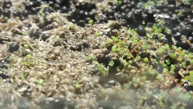 how to germinate aquarium seeds