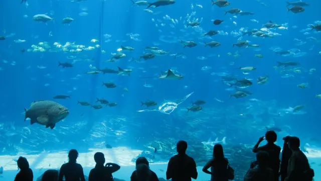 how to get a job at a zoo or aquarium