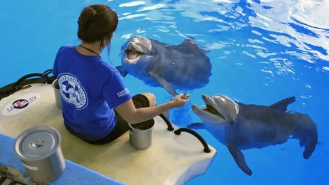 how to get a job at clearwater marine aquarium