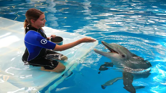 How to Get a Job at Clearwater Marine Aquarium: Your Ultimate…