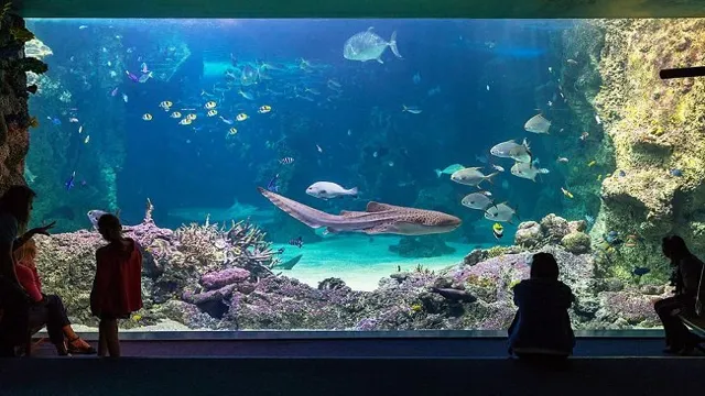 How to Get a Job at Sydney Aquarium: Tips, Requirements, and Benefits Explained