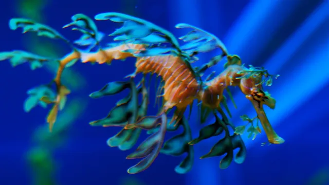 how to get a leafy sea dragon abyss aquarium