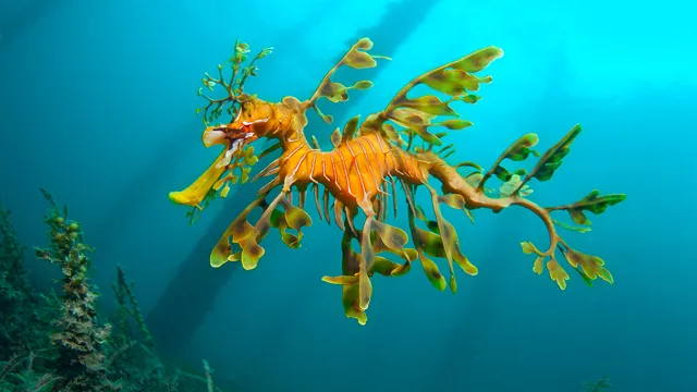 How to Get a Leafy Sea Dragon Abyss Aquarium: A Complete Guide