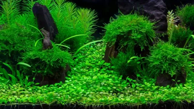 How to Get a Lush Aquarium: 7 Expert Tips to Create a Healthy Underwater Garden