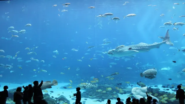 How to Get a Refund from Georgia Aquarium: A Step-by-Step Guide