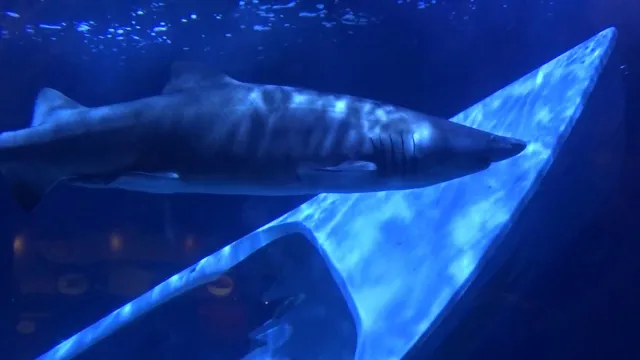 how to get a shark into aquarium