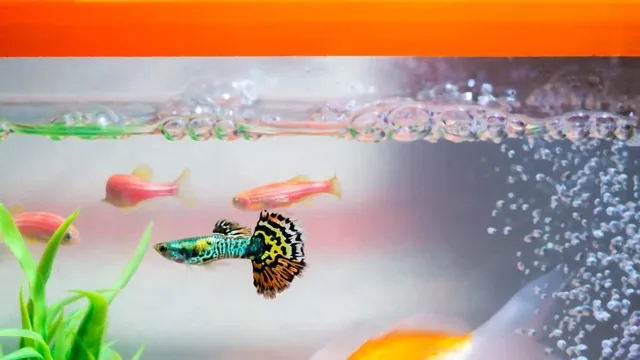 How to Get Air Bubbles Out of Aquarium Background: 5 Simple Tricks