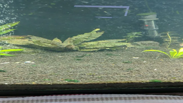 how to get algae off aquarium gravel