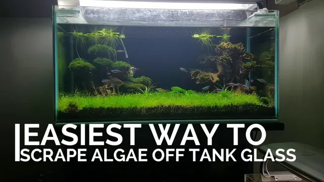 how to get algae off empty aquarium glass