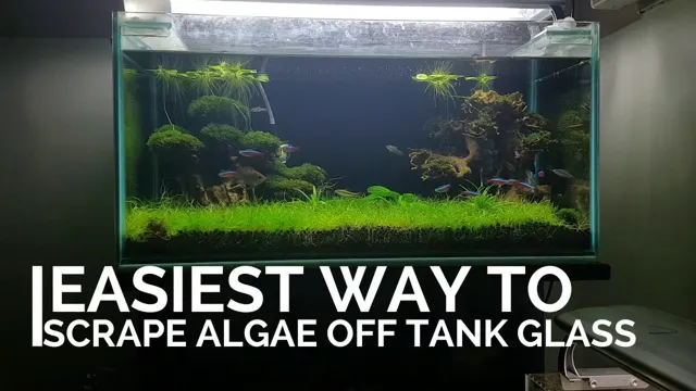 How to Get Algae off Glass Aquarium – Easy and Effective Methods