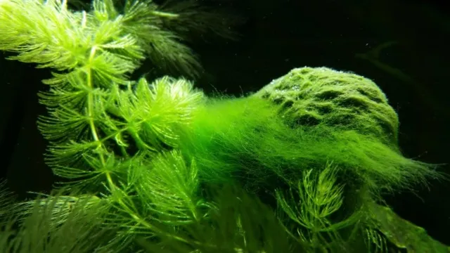 how to get algae off of aquarium plants