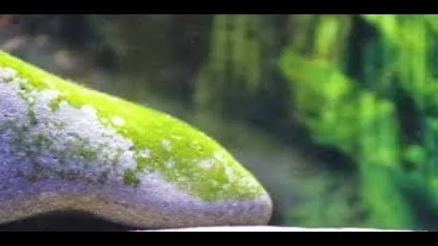 how to get algae off of aquarium rocks