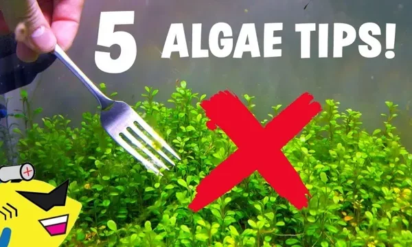 How to Get Algae Off of Aquarium Stuff:…