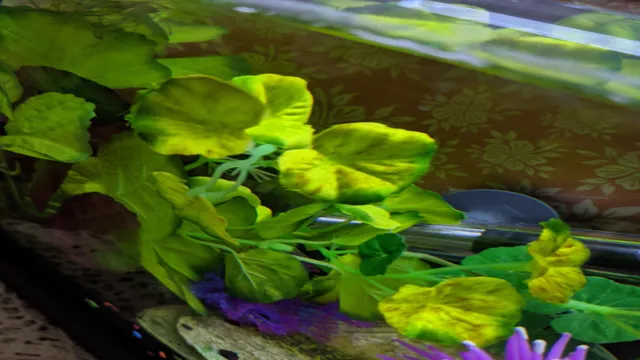 How to Get Algae Spots Out of Silk Aquarium Plants: A Step-by-Step Guide