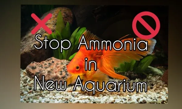 How to Get Ammonia Out of Aquarium: Tips&hellip;