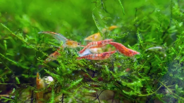 how to 5g freshwater shrimp aquarium